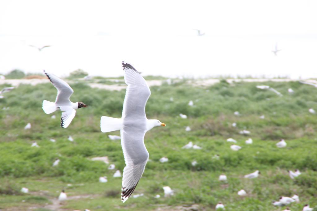 Hotel Brasserie Om De Noord Schiermonnikoog Zewnętrze zdjęcie